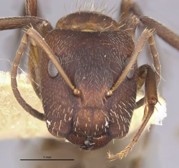 Media type: image;   Entomology 21572 Aspect: head frontal view